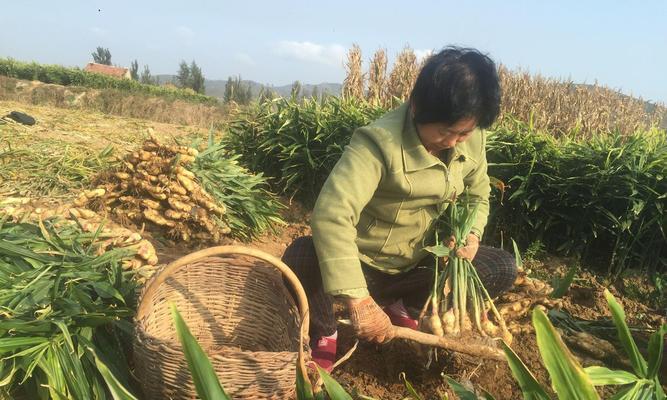 现在种植什么的农作物（未来农业发展的趋势与机遇）