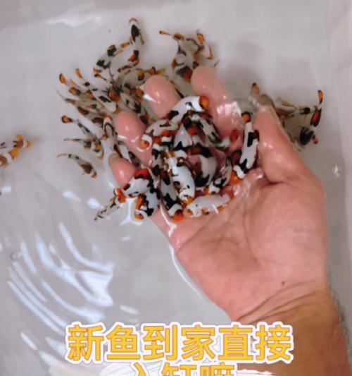 新鱼入水，如何顺利过渡（新买的鱼过水前后的关键步骤及注意事项）