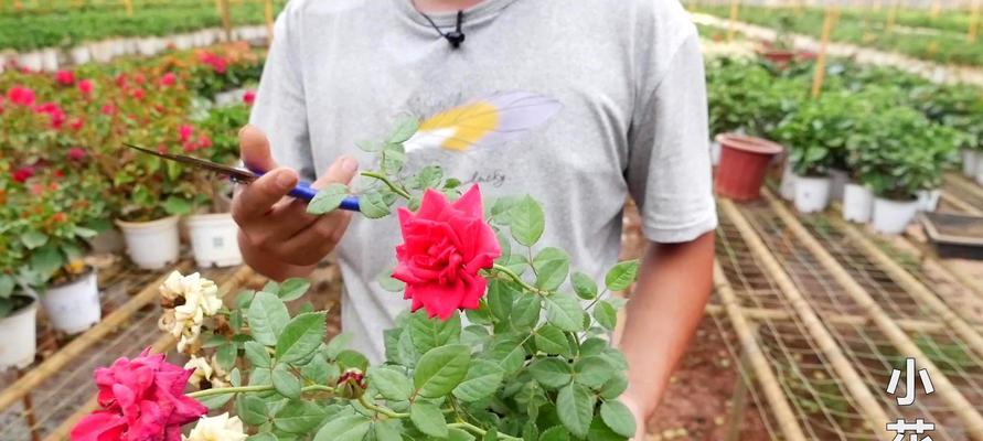 月季花修剪技巧教程（打造盛开绚烂的月季花园）