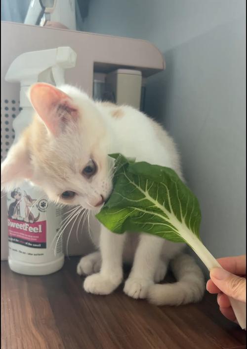 猫咪吃草的好处大全（为什么猫咪需要吃草）