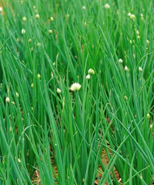 立秋后适宜种植的蔬菜（打造丰收的秋季菜园）